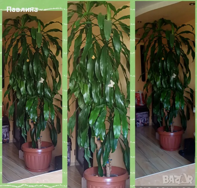 Юка, снимка 1