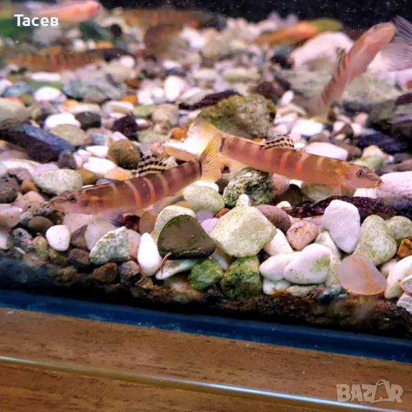 Шистура 6см, снимка 1