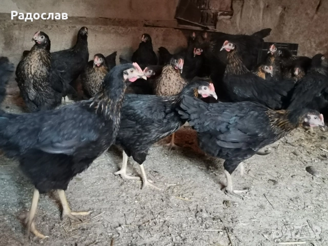 Ярки Супер Харко за яйца и месо , снимка 3 - други­ - 53651148