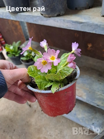 Домашна иглика в саксия , снимка 8 - Градински цветя и растения - 54010243