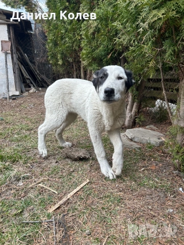 Продавам женски алабай, снимка 8 - Алабай - 54001463
