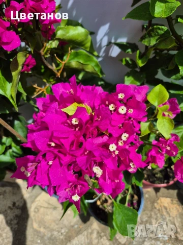 Бугенвилия, снимка 2 - Стайни растения - 51011878