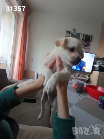 Чихопинчер , снимка 2 - Чихуахуа - 52404586