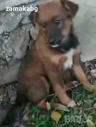 Подаряваме кученцe бездомниче пухено бобче женско, снимка 2 - Други - 52565899