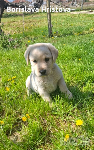 Чистокръвен Лабрадор Ретривър, снимка 4 - Лабрадор ретривър - 54161051