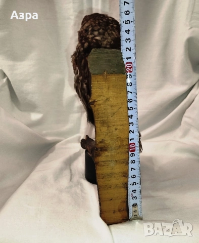 Препарирана сола (Бухал), снимка 8 - други­ - 53656912