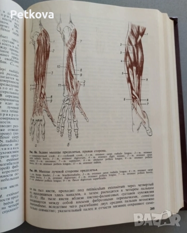 Анатомия человека, снимка 5 - Специализирана литература - 51497632