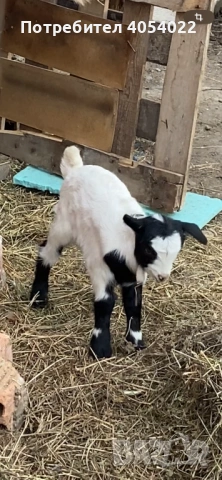 Продава се коза с яре, снимка 2 - Кози - 53989808