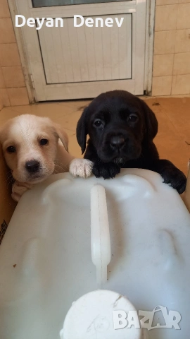 лабрадор реитривър , снимка 3 - Лабрадор ретривър - 52878460
