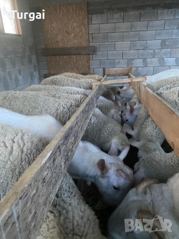 Продавам шилета, снимка 4 - Овце - 53260173