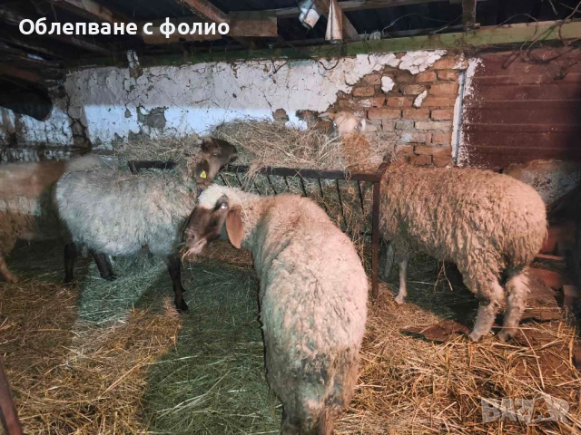 Продавам овце