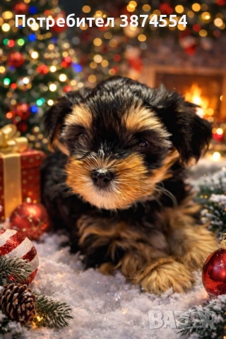 Йоркширски териер момиче