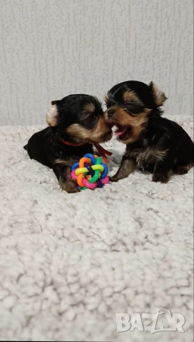 Мини Йоркширски териер , снимка 2 - Йоркширски териер - 53940791