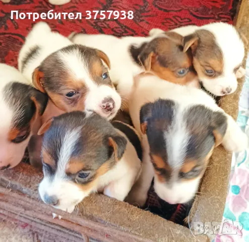 Продавам, снимка 1 - Джак ръсел териер - 47383276