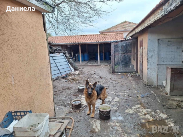 Немска овчарка пародиста