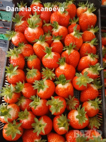 🍓 „Градински разсад ягоди – висок добив и отличен вкус“, снимка 8 - Разсади - 53839832