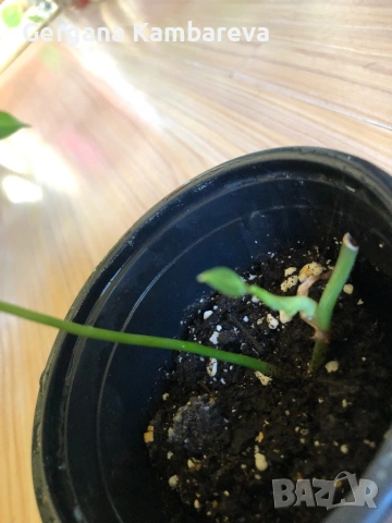 Philodendron Splendid , снимка 4 - Стайни растения - 53141357