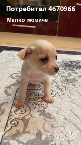 Продават се Чихуахуа и Пинчери