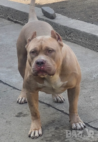 Американско були хл American bully XL, снимка 3 - Други - 51978331