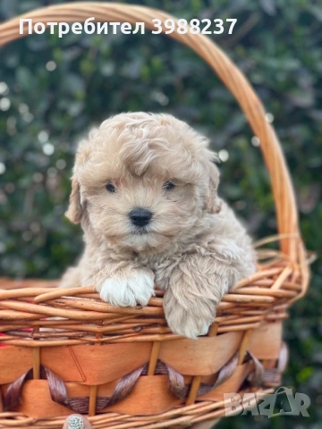 Малтипу момче