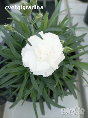 Бял карамфил – Dianthus, снимка 2 - Градински цветя и растения - 52803689