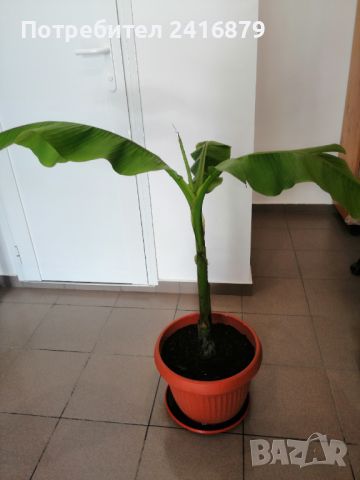 Студеноустойчив банан, снимка 3 - Градински цветя и растения - 45948204