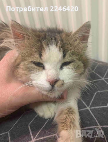 4/5-месечно момиченце търси дом!, снимка 6 - Други - 52978378