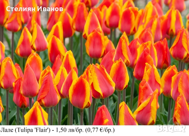 СОРТОВИ ЛАЛЕТА – ЛУКОВИЦИ - част 1, снимка 5 - Сортови семена и луковици - 52372815