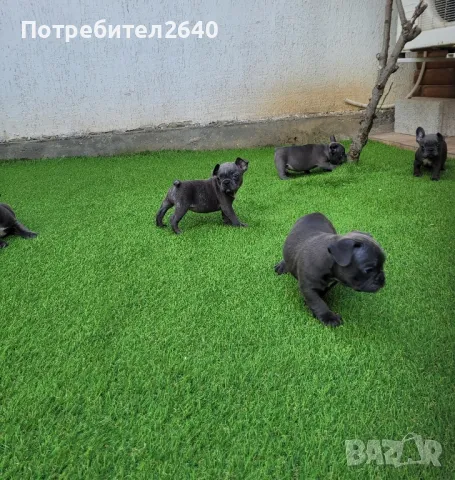 Син Френски булдог(Blue french bulldog), снимка 3 - Френски булдог - 47862003