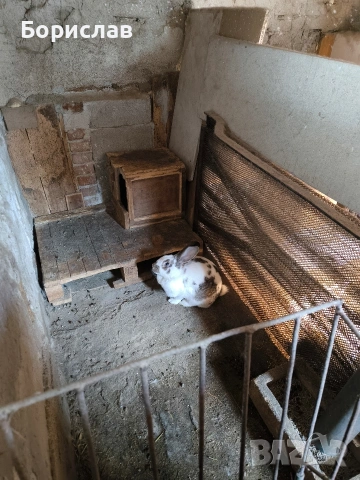 Продавам зайци 