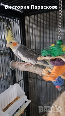 Мъжка корела 