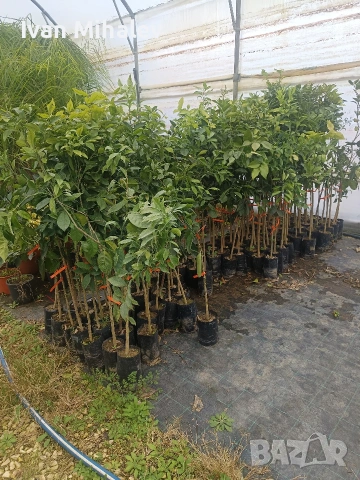 цитрусови дървета и маслини , снимка 7 - Сортови семена и луковици - 53380077
