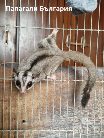 Летяща Захарна Катерица с клетка, снимка 2 - Други - 53415334