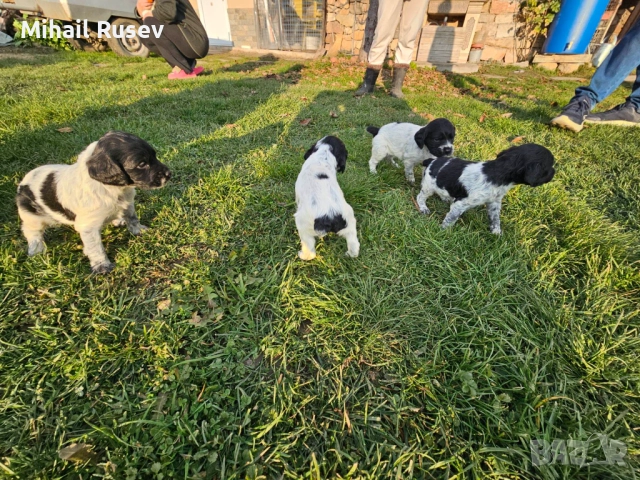 Епаньол бретон, снимка 3 - Бретон шпаньол - 52899215