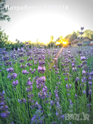 Разсад лавандула сорт Хемус , снимка 3 - Разсади - 52428150