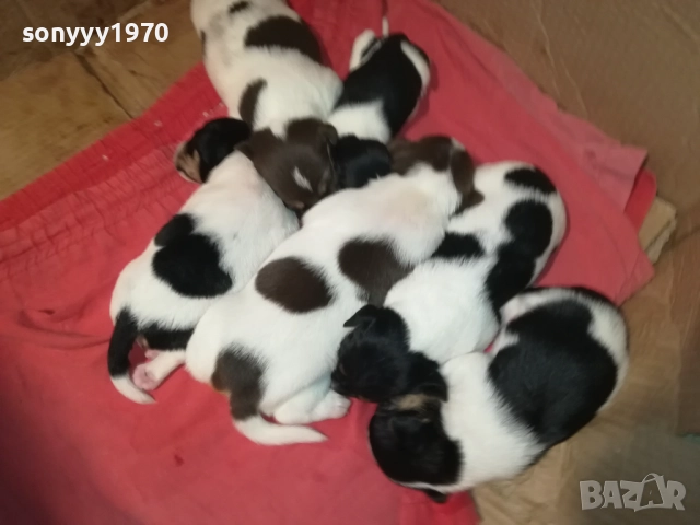 ДЖАК РЪСЕЛ-250ЛВ ЗА СЛАДКО КУТРЕ ПО ИЗБОР 2708251900, снимка 15 - Джак ръсел териер - 51513731