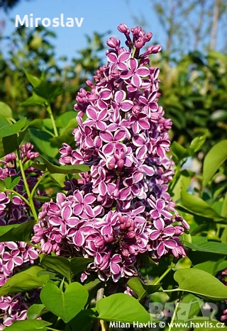 Люляк двуцветен („Сензация“), снимка 2 - Градински цветя и растения - 54129929