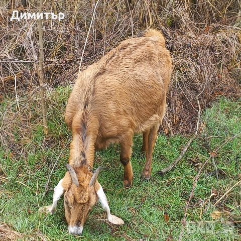 продавам заплодена коза и яре, снимка 4 - Кози - 53946358