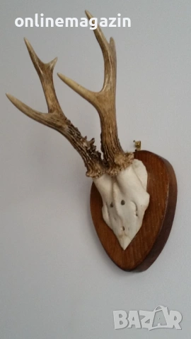 Еленски рога  на над 40 години , снимка 2 - Декорация за дома - 54261893