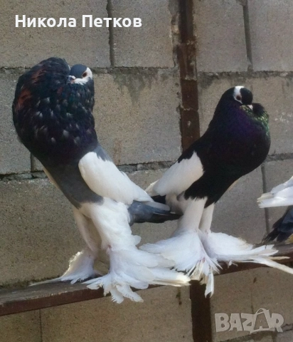 Седлати болани, снимка 5 - Гълъби - 52189433