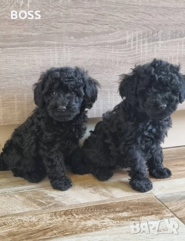 Той Пудел Мини Пудел, снимка 4 - Пудели - 49144293