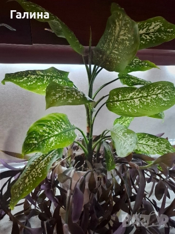 Дифенбахия в комбинация пурпорно сърце.