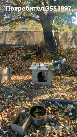 Продавам балканско гонче , снимка 2 - Гонче - 52316973