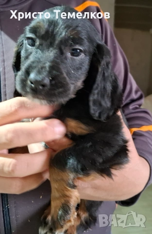 Продавам малки кокер шпаньоли, снимка 3 - Кокер шпаньол - 53458798