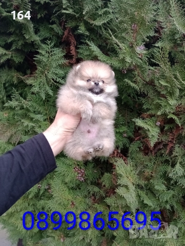 Мини Померан. Миниатюрно момченце., снимка 7 - Померан - 52832632