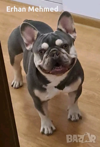 Френски булдог , снимка 1
