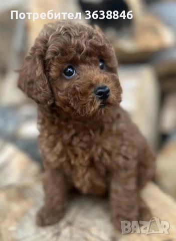 Той пудел, снимка 2 - Пудели - 51739817