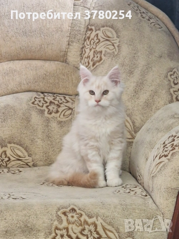 Мейн Кун, снимка 5 - Мейн кун - 52518838