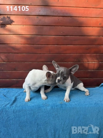 Френски булдочета, снимка 4 - Френски булдог - 52310778