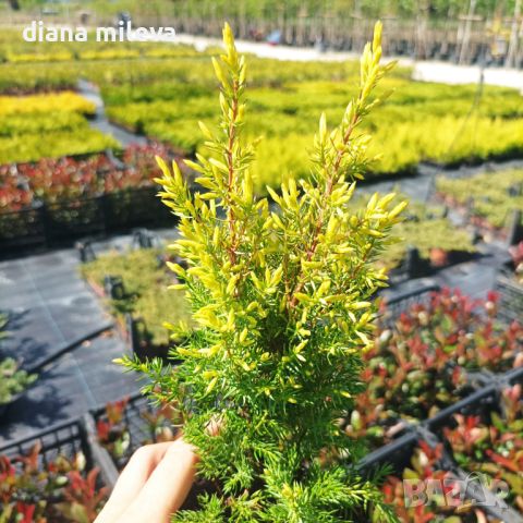Юниперус комунис Gold Cone (Juniperus communis Gold Cone), снимка 14 - Градински цветя и растения - 45586752